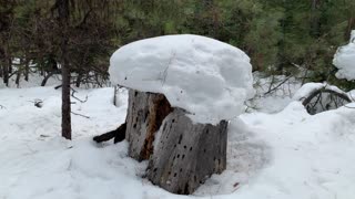 Snowy Mushroom Stump – Bandit Springs Sno-Park – Central Oregon – 4K