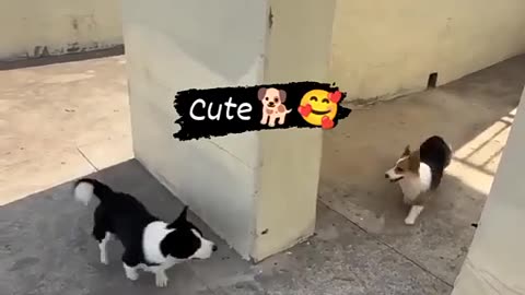 Funny cute dog puppy video