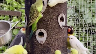 Cockatiels, Lovebirds and Budgies together in large bird aviary