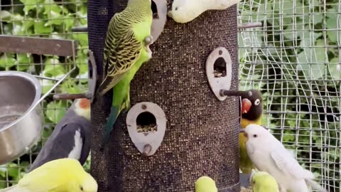 Cockatiels, Lovebirds and Budgies together in large bird aviary