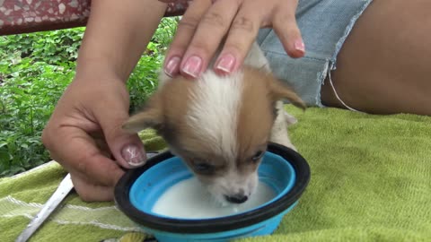 Tiny Puppy Lost Its Mother In The Rain, Cold, Shrinking for Protect Herself, No one Helps Him