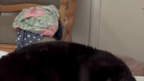 Adopting a Cat from a Shelter Vlog - Cute Precious Piper Relaxes on the Bed #shorts