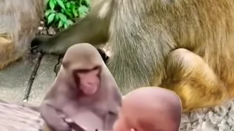 Mankey comedy baby Mankey #viral