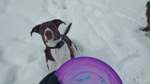 ZoomDoggies Frisbee Day