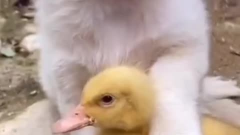 Relationship between cat duck and hen