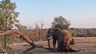 Elephant bull shows incredible power to push over huge tree