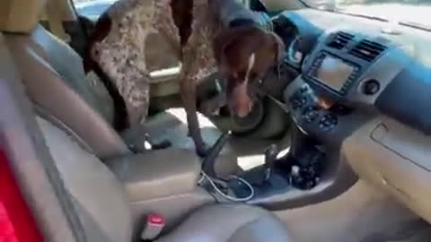 Dog doesn't want DAD to leave him ☻