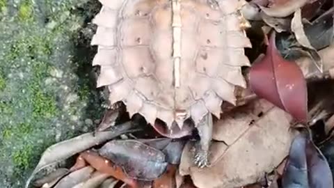 Spiny Mountain Turtle