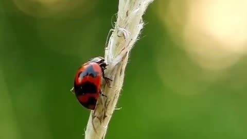 Wildlife is in closer view with natural perspective.