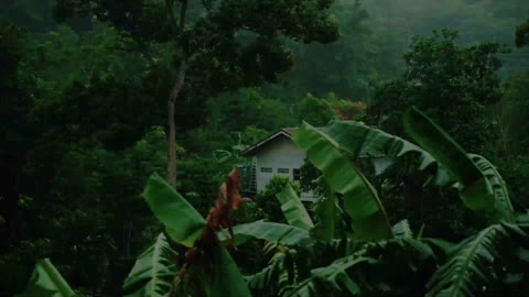 8 Hours of Jungle Rain Storm: Deep sleep, meditation, study, concentration