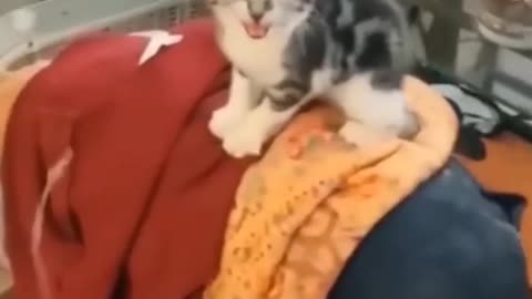 Funny cats