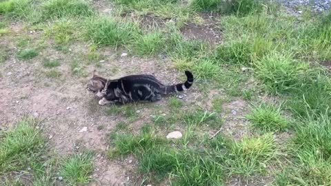 Cute Sheep Meets Cats for the first time