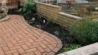 Cat Follows Owner Wherever She Goes