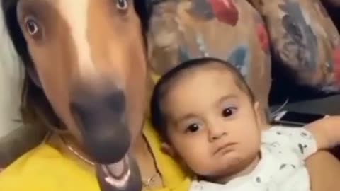 funny video-horse filter on rumble - Baby gets shocked and cries seeing mother