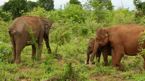 Elephants wild amimals
