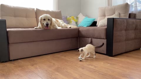 Baby Kitten Playing with Golden Retriever Ball