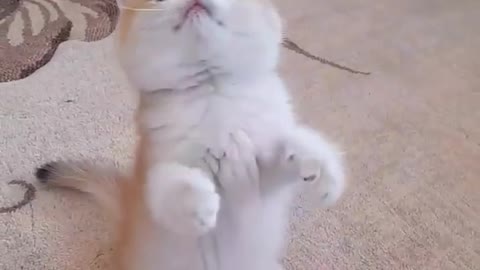 Funny and cute cat videos