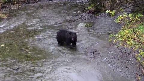 bear-in-the river