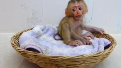 Cute Baby Monkey 😍😍!!!
