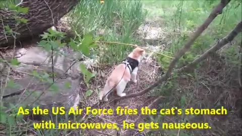 US Air Force Microwave Tortures our Kitty Cat