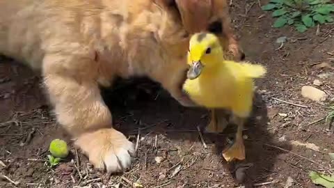 Puppy vs. Chick: Cutest Race Ever! 🐶🐥💨