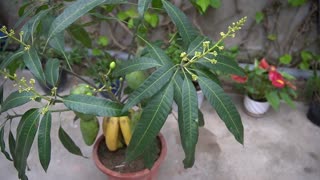 how to grow bananas on mango trees