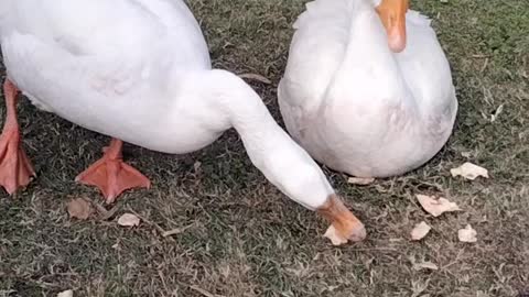 Cute Goose Video By Kingdom Of Awais