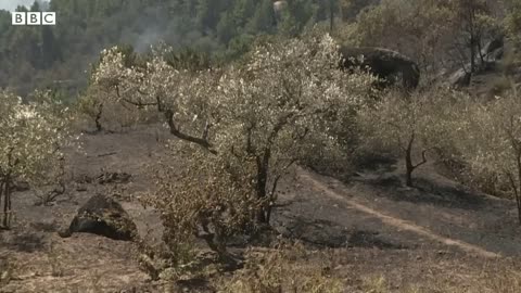 Spain wildfires force thousands out of their homes – BBC News