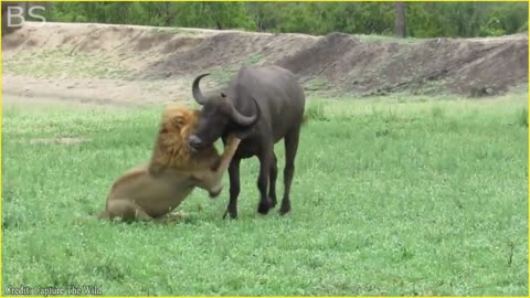 The Greatest Fights In The Animal Kingdom | Lion VS Buffalo