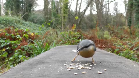 Videos for Cats to Watch - Birds and Squirrel