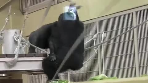 Gorilla Family Fight