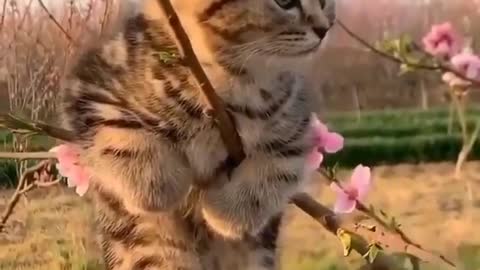 Beautiful cat playing in the cute garden