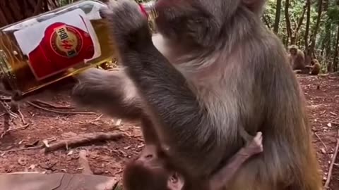 the monkey drank the wine bottle.😲😲😃