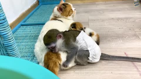 «Baby monkey Susie is worried that kitten will be lost without mom cat»