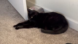 Adopting a Cat from a Shelter Vlog - Cute Precious Piper Blocks the Door While Being a Guard