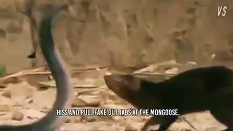 Funny animal video , cobra vs mongoose fighting