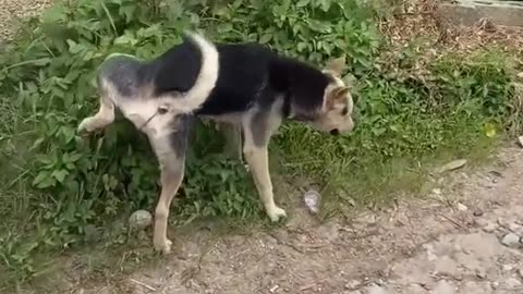 dog funny video #viral #animal