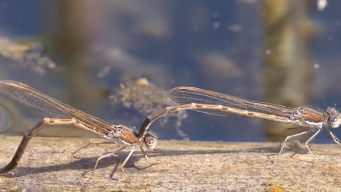 Dragonfly Pairing Insect Animal World Wing