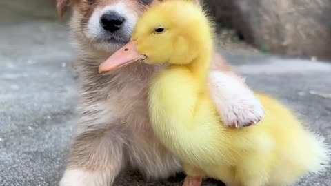 Cute puppy with ducky😍😍😍😍