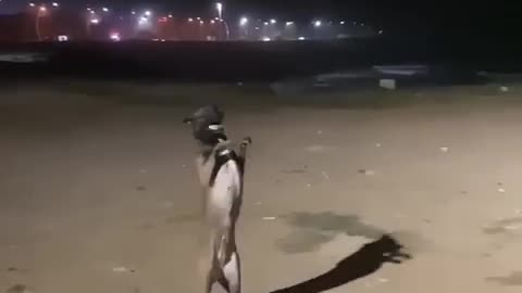 Dog funny dance