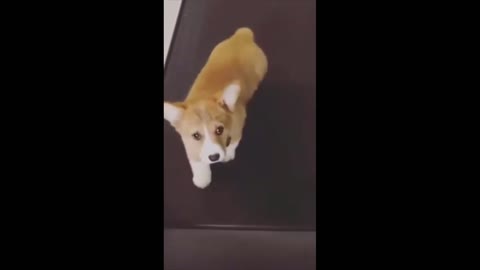 Corgi Puppy on Treadmill is Cuteness Overload!