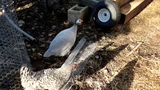 Flock it Farm: Chickens and Chesterton the Guinea hen