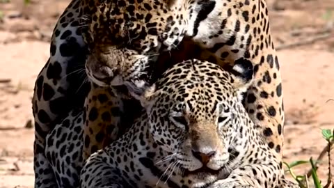 🐆 Jaguar Love: A Wild Romance Unfolds 🌿💕