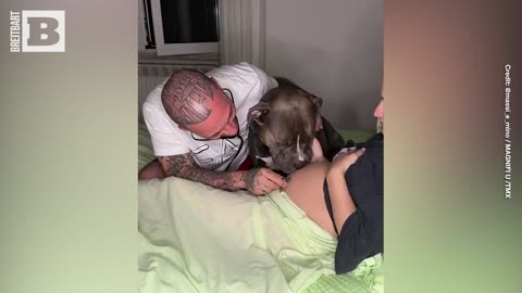 Dog Joyfully Licks Mother's Pregnant Belly After Hearing Baby's Heartbeat with Stethoscope