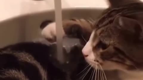 #funny #pet #animals #funnyanimals #fyp #funnycat #funnypet #funnyvideos #foryou