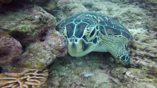 Sea Turtle Wonderful Sea World