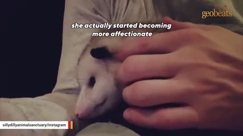 This man raised an opossum. Now he thinks they are smarter than dogs.