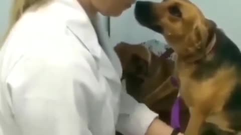 How Lady Take Care Of Dog With Love