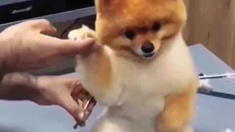 How to Cut a Dog's Hair? 🐶 BASIC GROOMING Tutorial AnimalWised #Doghaircat