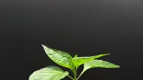 115 days in 41 seconds ball pepper plant